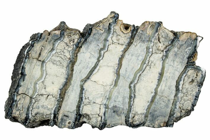 Polished Mammoth Molar Slice - South Carolina #335396